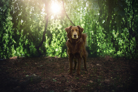 动物 宠物 狗 猫