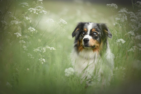 动物 宠物 狗 猫