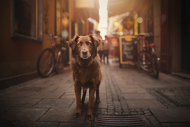 动物 宠物 狗 猫