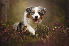 动物 宠物 狗 猫