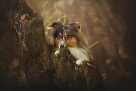 动物 宠物 狗 猫