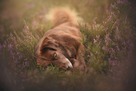 动物 宠物 狗 猫