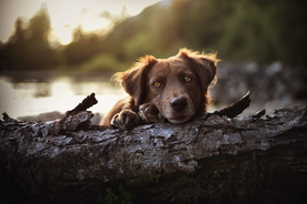 动物 宠物 狗 猫