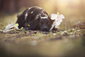 动物 宠物 狗 猫