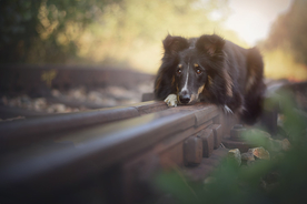 动物 宠物 狗 猫