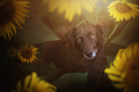 动物 宠物 狗 猫