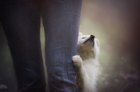 动物 宠物 狗 猫