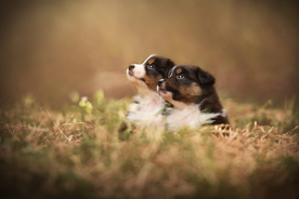 动物 宠物 狗 猫