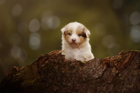 动物 宠物 狗 猫
