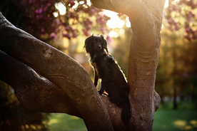 动物 宠物 狗 猫