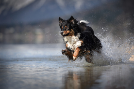 动物 宠物 狗 猫