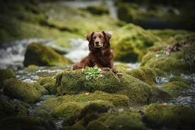 动物 宠物 狗 猫