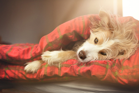 动物 宠物 狗 猫