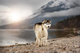 动物 宠物 狗 猫