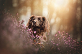 动物 宠物 狗 猫