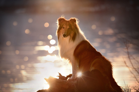 动物 宠物 狗 猫