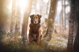 动物 宠物 狗 猫