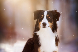 动物 宠物 狗 猫