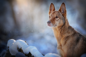 动物 宠物 狗 猫