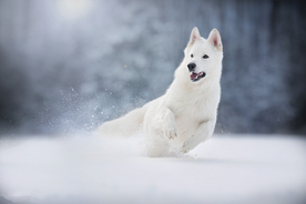 动物 宠物 狗 猫