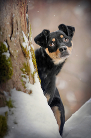 动物 宠物 狗 猫
