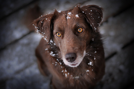 动物 宠物 狗 猫
