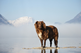 动物 宠物 狗 猫