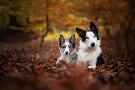 动物 宠物 狗 猫