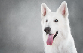 动物 宠物 狗 猫