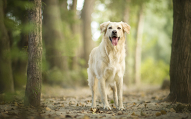 动物 宠物 狗 猫