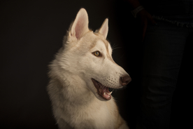 动物 宠物 狗 猫