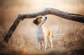动物 宠物 狗 猫