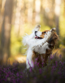 动物 宠物 狗 猫