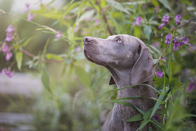 动物 宠物 狗 猫