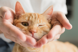 橘猫