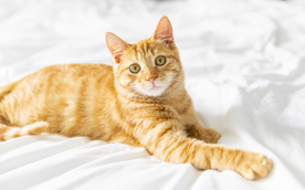 橘猫
