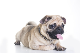 八哥犬