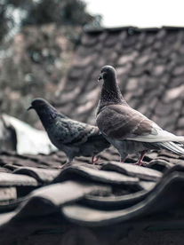 鸽子   图片