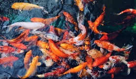 锦鲤