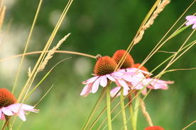 花朵草地植物绿叶背景