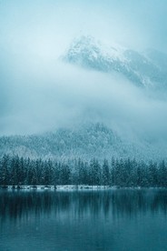 雾森林