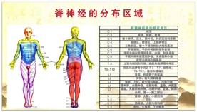脊神经的分布区域图