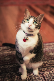 猫猫