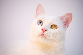猫猫
