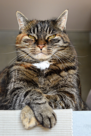 小猫咪