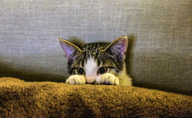 小猫咪