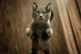 小猫咪