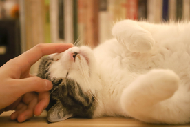 小猫咪