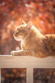 小猫咪