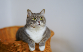 小猫咪